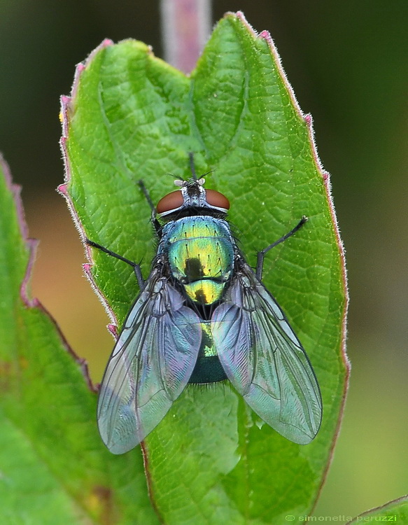 Diptera  pisano.....